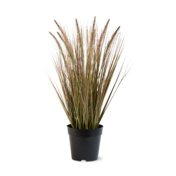 Picture of cattail grass - green, multi