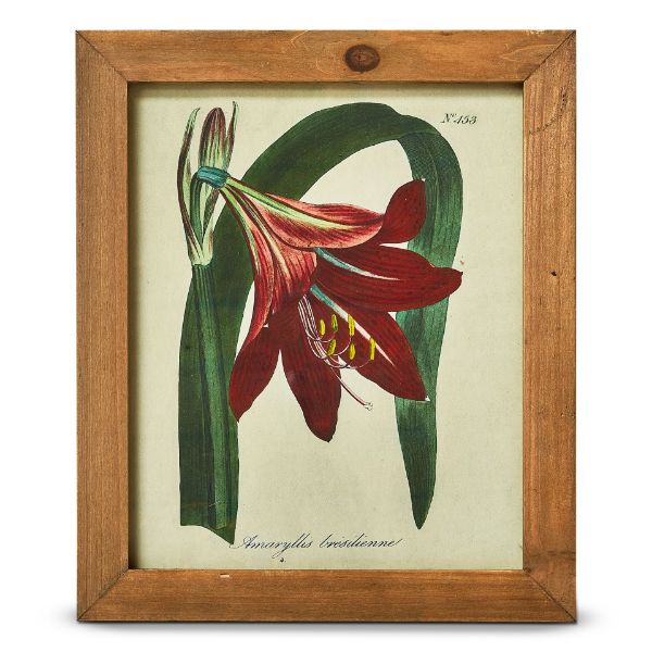 Picture of vintage amaryllis botanical wall art - multi